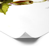 Poster Thunbergia grandiflora (Coin)