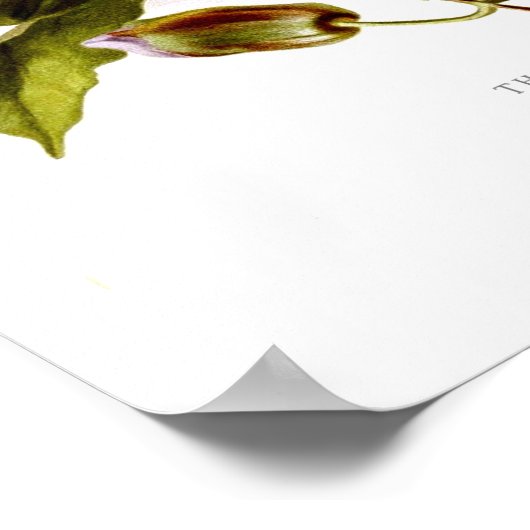 Poster Thunbergia grandiflora (Coin)