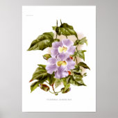 Poster Thunbergia grandiflora (Devant)