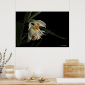 Poster Thunia Marshalliana (Cuisine)