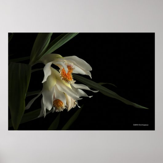 Poster Thunia Marshalliana (Devant)