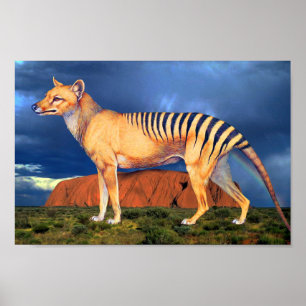 Poster Thylacine (tigre tasmanien)