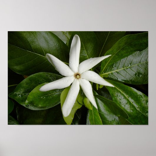 Poster Tiare Blossom (Devant)