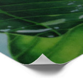 Poster Tiare Tahiti (Coin)