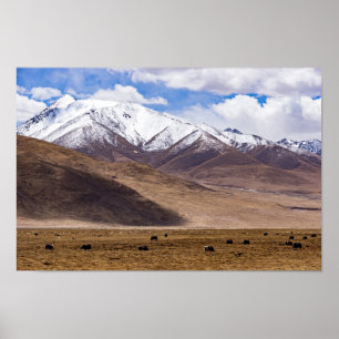Poster Tibet - Paysage de montagne avec yaks