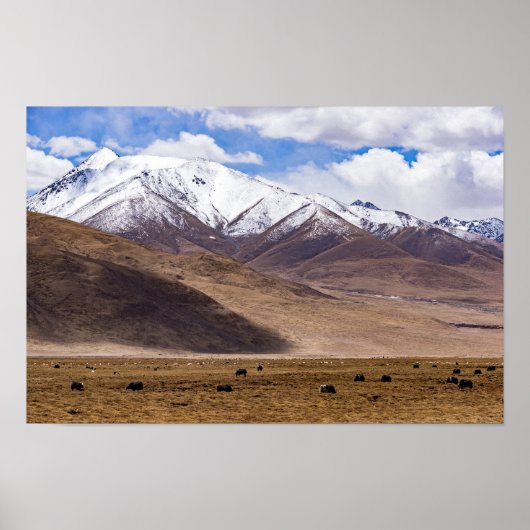 Poster Tibet - Paysage de montagne avec yaks (Devant)