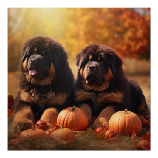 Poster Tibétain Mastiff Chiot Automne Citrouille délice (Devant)