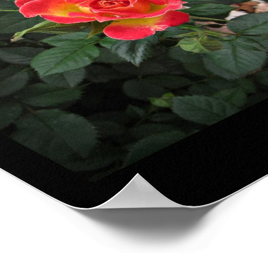 Poster Tidely Winks Miniature Rose 2 Wall Art par Stan VG (Coin)