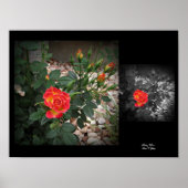 Poster Tidely Winks Miniature Rose 2 Wall Art par Stan VG (Devant)