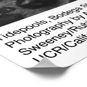Poster Tidepools, station Bodega par Ansel Adams (Coin)
