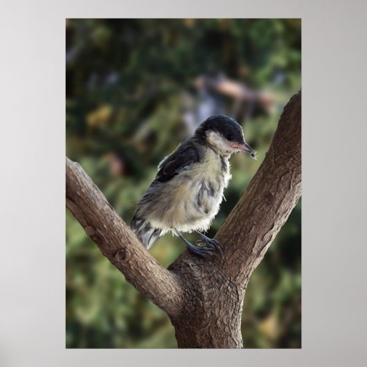 Poster Tidi my Bird le Parus Major (Devant)