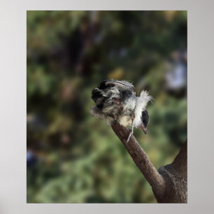 Poster Tidi my Bird le Parus Major