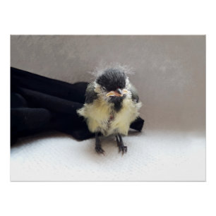 Poster Tidi my Bird le Parus Major