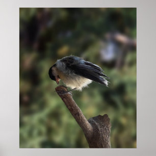 Poster Tidi my Bird le Parus Major