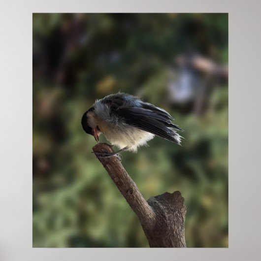 Poster Tidi my Bird le Parus Major (Devant)
