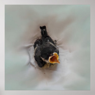 Poster Tidi my Bird the Parus Major