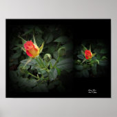 Poster Tidly Winks Miniature Rose Wall Art par Stan VG (Devant)