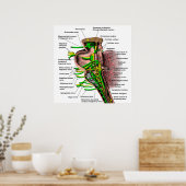 Poster tige cérébrale montrant l'origine de divers nerfs (Cuisine)