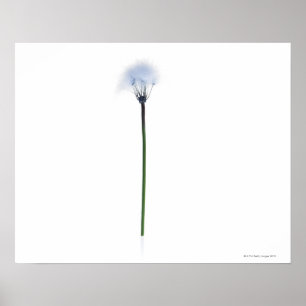 Poster Tige de pissenlit sur l'arrière - plan blanc