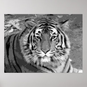 Poster Tiger
