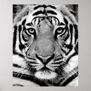 Poster Tiger