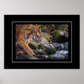 Poster Tiger (Devant)