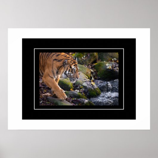 Poster Tiger (Voorkant)