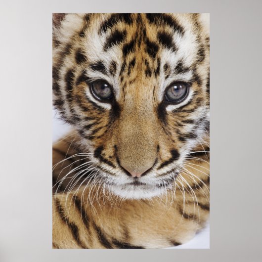 Poster Tiger (Devant)