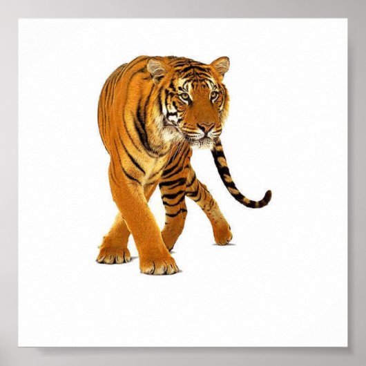 Poster Tiger (Devant)