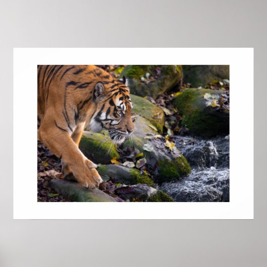 Poster Tiger (Devant)