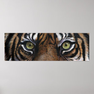 Poster Tiger