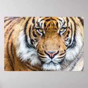 Poster Tiger