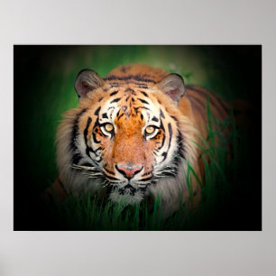 Poster Tiger