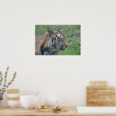 Poster Tiger (Keuken)