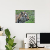 Poster Tiger (Thuiskantoor)