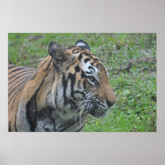 Poster Tiger