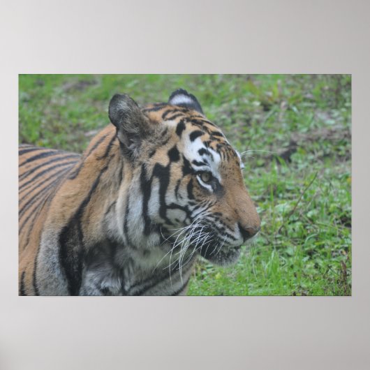 Poster Tiger (Voorkant)