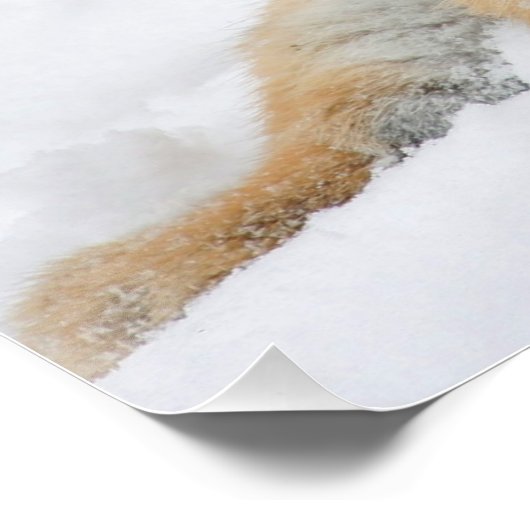 Poster Tiger_2015_0103 (Coin)