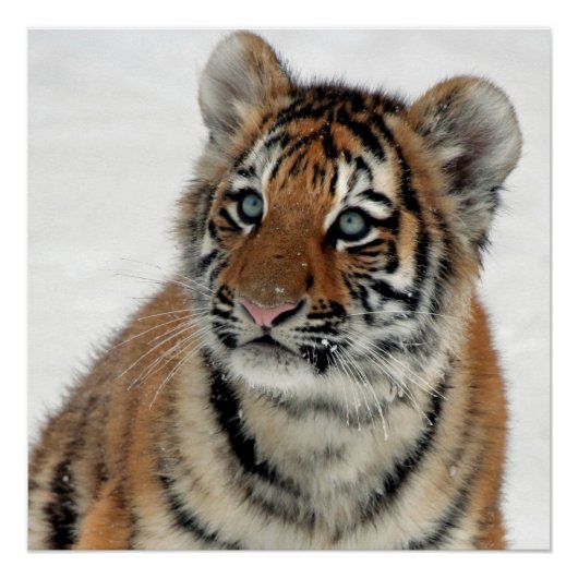 Poster Tiger_2015_0108 (Devant)