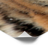 Poster Tiger_2015_0108 (Coin)