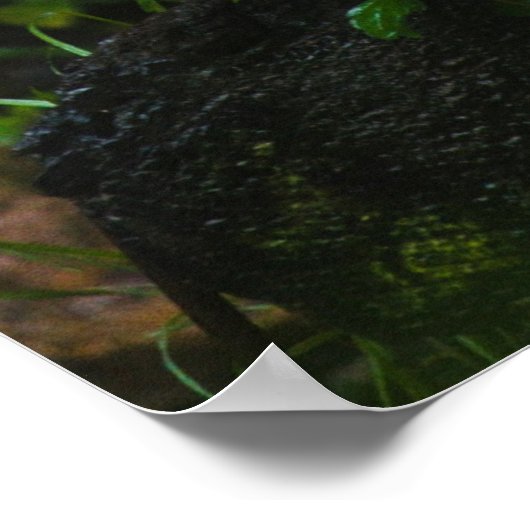 POSTER TIGER BLANC (Coin)