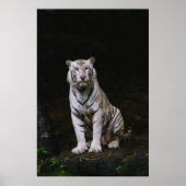 POSTER TIGER BLANC (Devant)