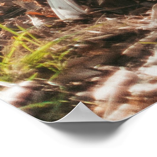 POSTER TIGER BROWN DANS LE GESTE DE MARCHE (Coin)