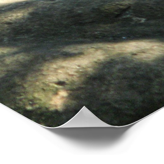 Poster Tiger Catnap (Coin)