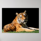 Poster Tiger Closeup (Devant)