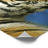 Poster Tiger CloseUp Sideways Photographie (Coin)