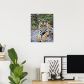 Poster Tiger cub, Bandhavgarh National Park, India (Bureau à domicile)