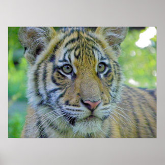 Poster Tiger Cub Fermer Portrait