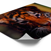 Poster Tiger Cub - Foto van John A. Sylveste.. (Hoek)