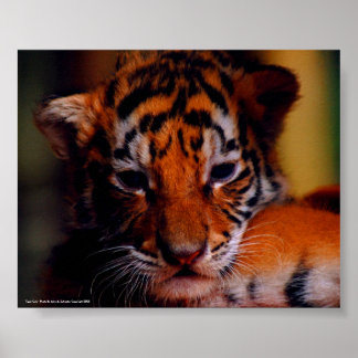 Poster Tiger Cub - Foto van John A. Sylveste..
